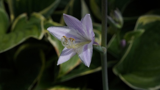Free Garden Flower Wallpaper photo and picture