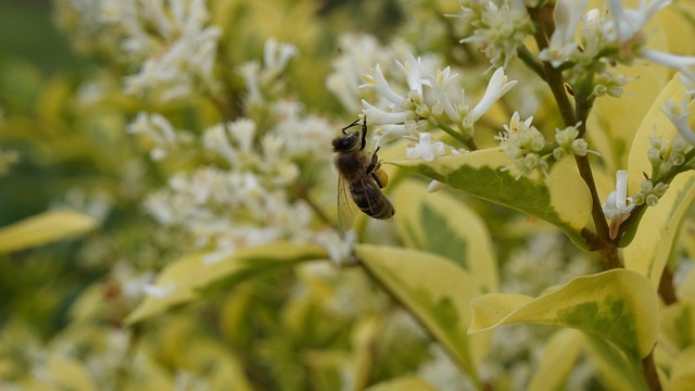 Free Garden Flower photo and picture