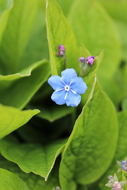Free Spring Flower Flower Wallpaper photo and picture