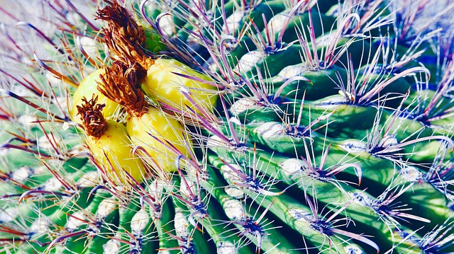 Free Cactus Desert photo and picture