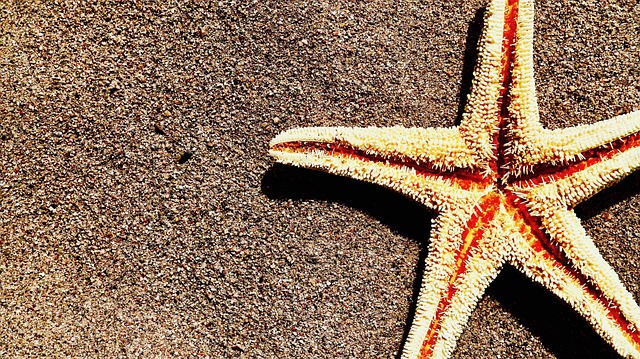 Free Sand Starfish photo and picture