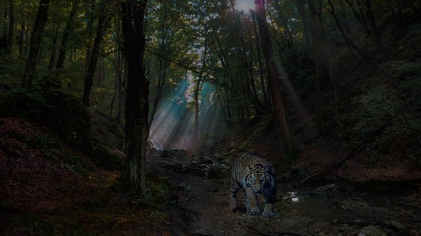 Free Forest Tiger photo and picture