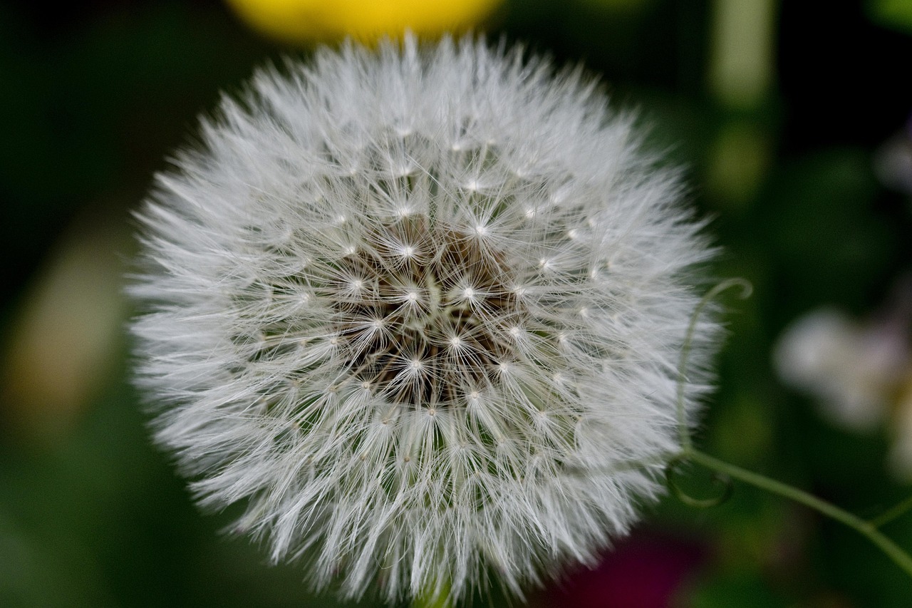 garden-4040789_1280.jpg