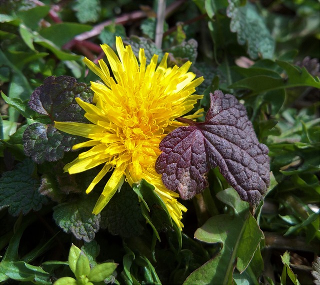 Free Nature Grass photo and picture