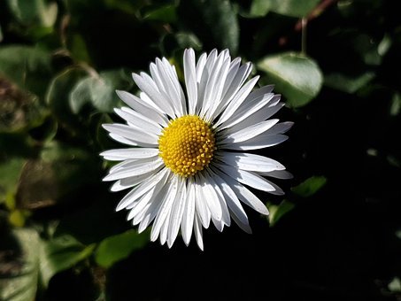 Free Daisy Spring photo and picture