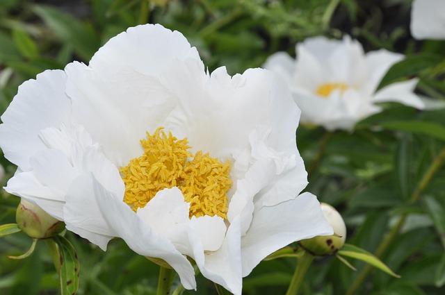 Free Dahlia White photo and picture