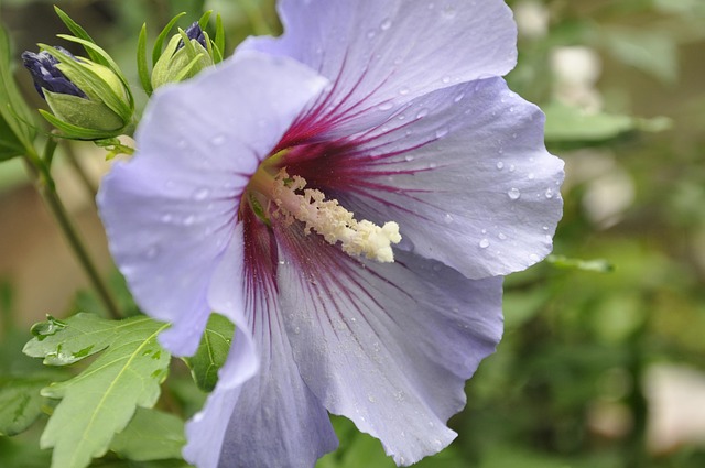 Free Hibiscus Flower photo and picture