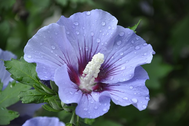 Free Hibiscus Purple photo and picture