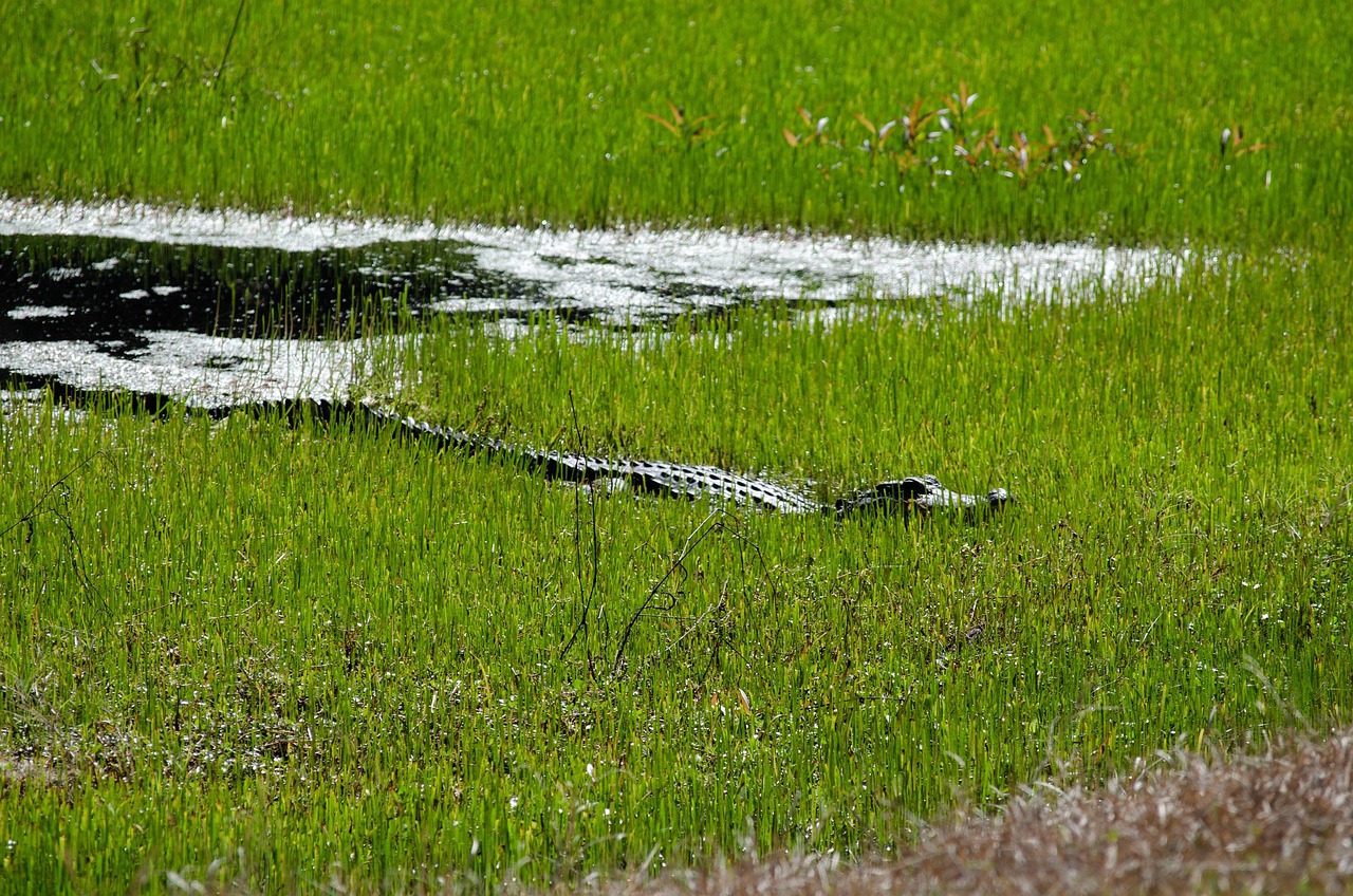 Gator - free online jigsaw puzzle photo