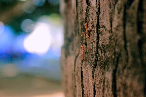 Free Ant Nature photo and picture