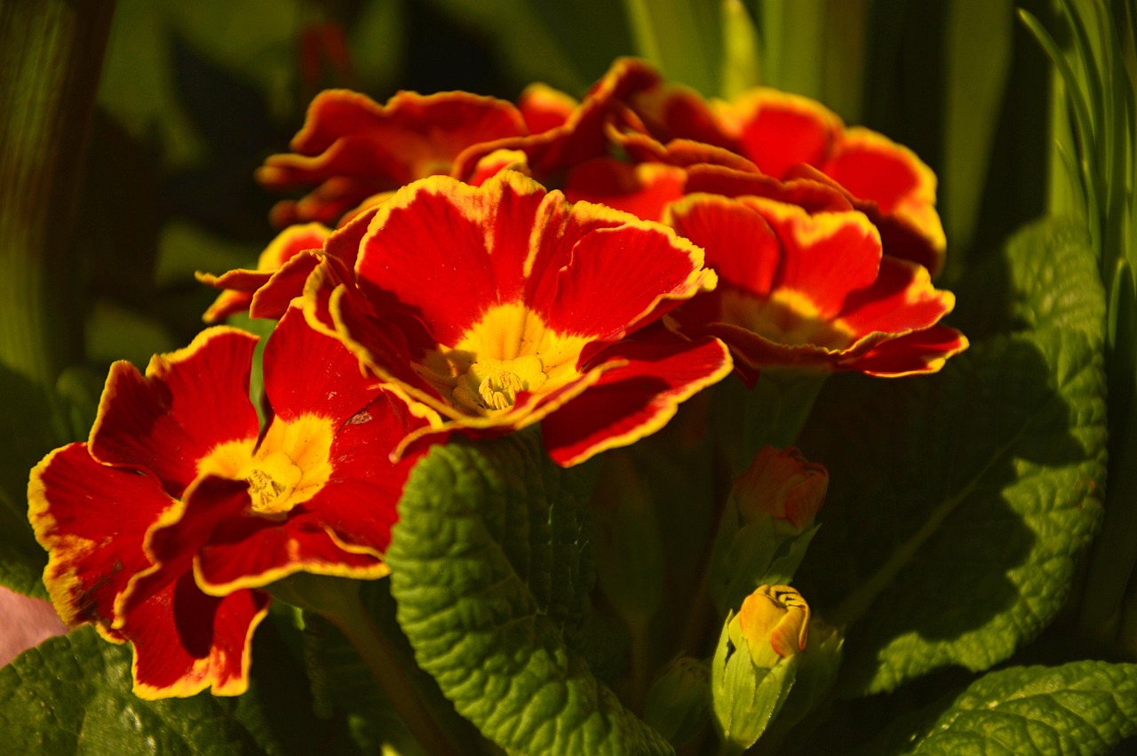 100.000+ kostenlose GartenPrimeln und PrimelnBilder Pixabay