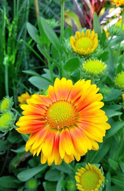 Gallardia, Naranja, Amarillo, Flor