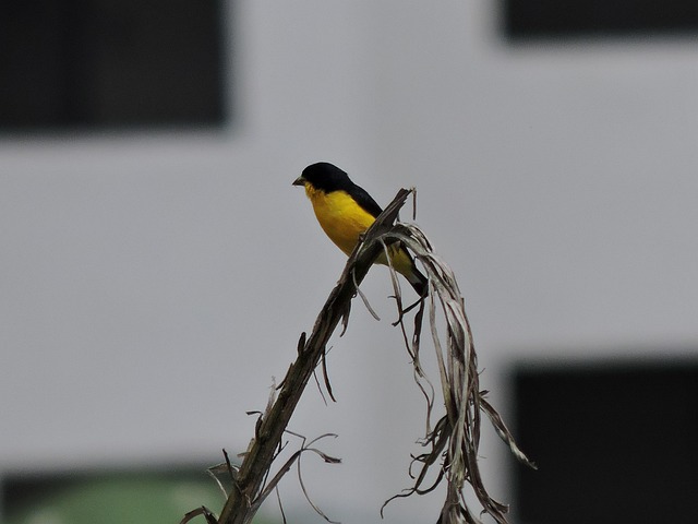 Free Bird Vijilante photo and picture