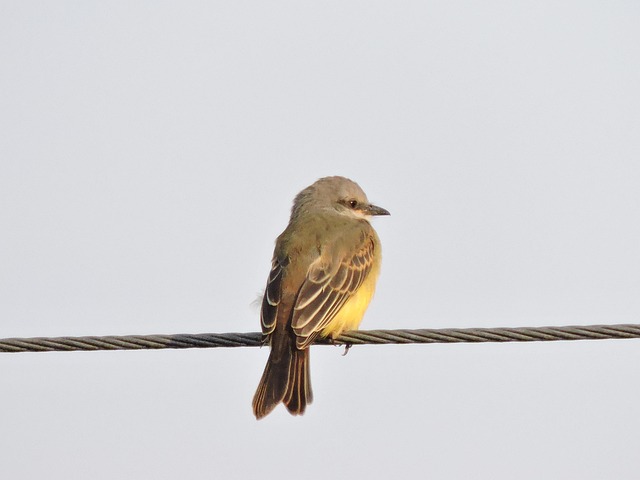 Free Bird Yellow photo and picture