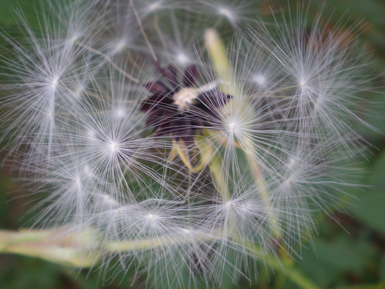 花 特写 种子 - Pixabay上的免费照片 - Pixabay
