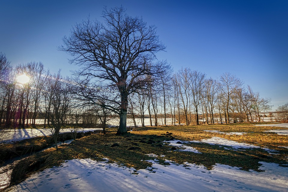 Backlighting Winter Nature - Free photo on Pixabay - Pixabay