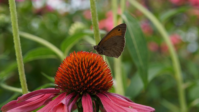 Free Garden Flower photo and picture