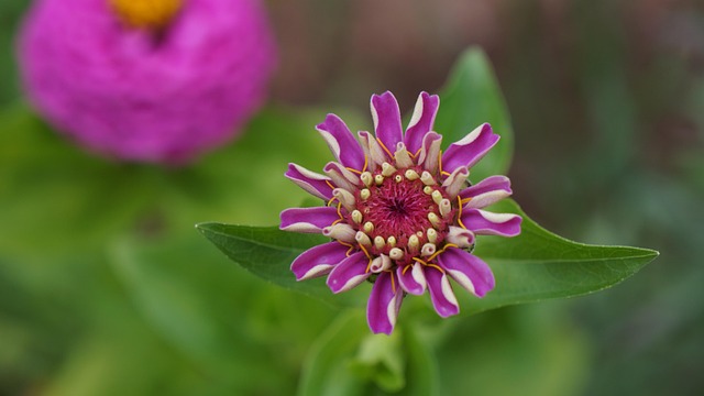 Free Garden Flower photo and picture