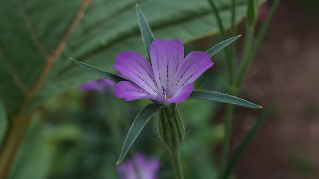 Free Garden Flower photo and picture