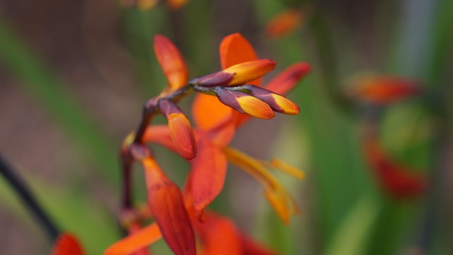 Free Garden Flower photo and picture