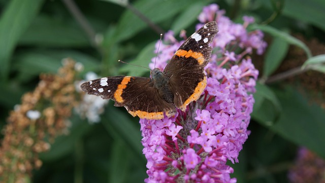 Free Garden Flower photo and picture