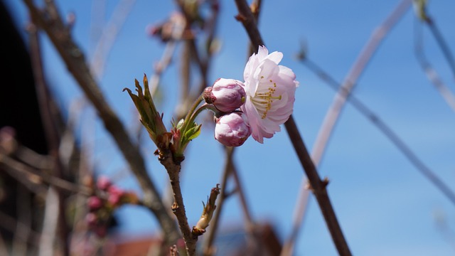 Free Garden Flower Background photo and picture
