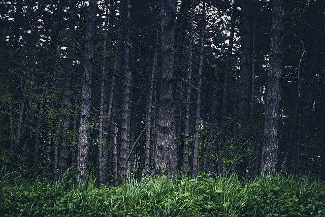 Woodland Scene Dramatic - Free photo on Pixabay