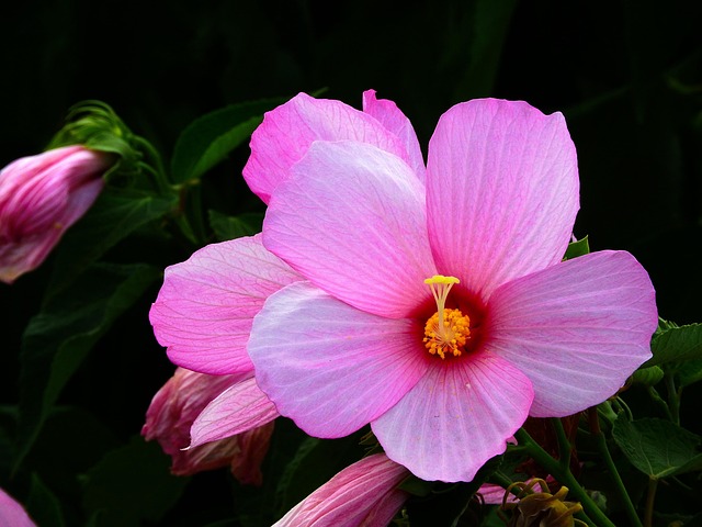 Hibiscus, Blumentapete, Blüte