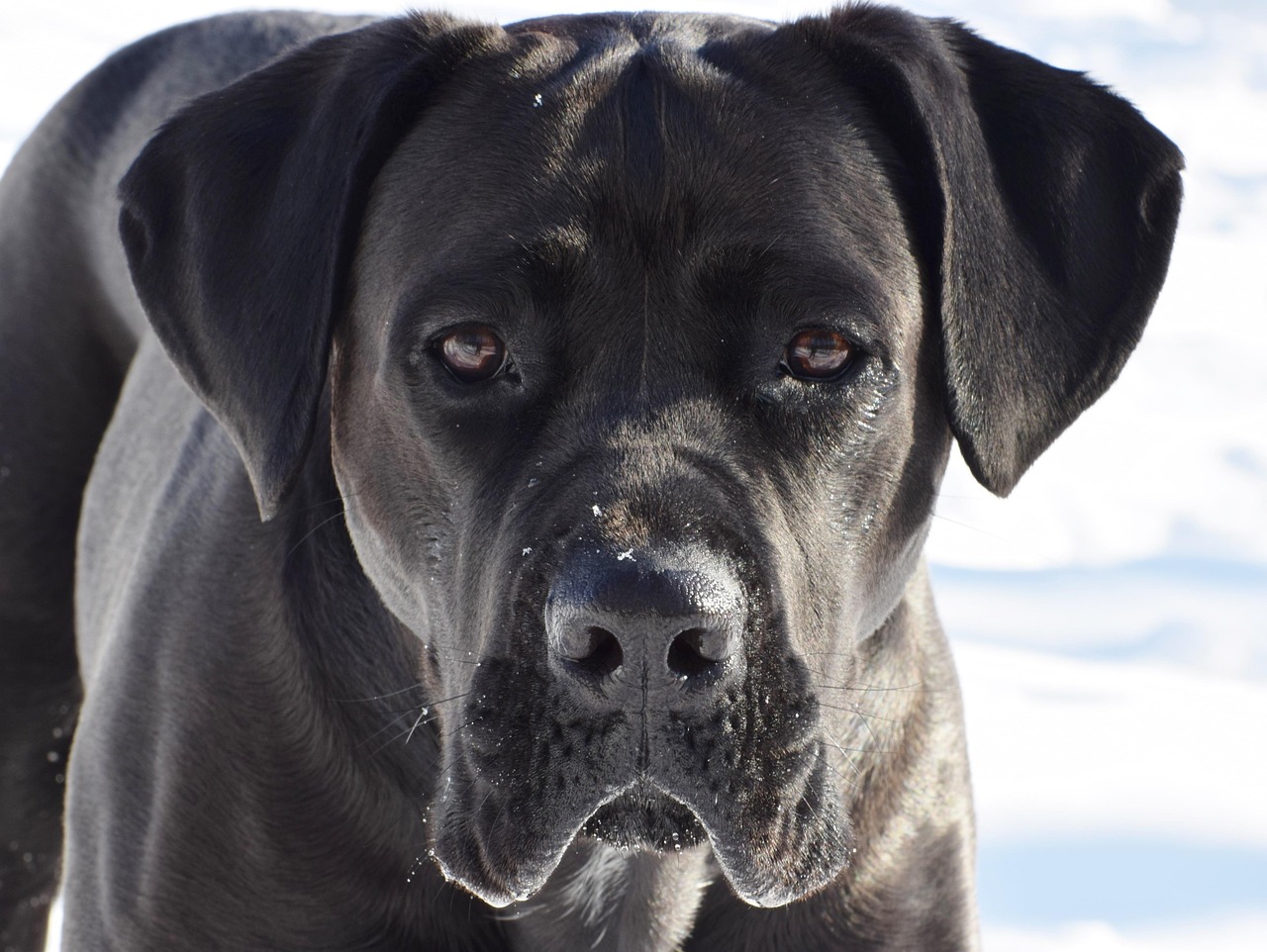 1 000 Free Cane Corso Candy Cane Images Pixabay