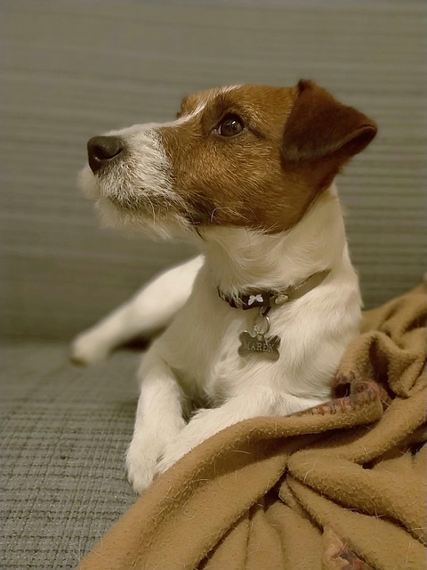 Free Dog Jack Russell photo and picture