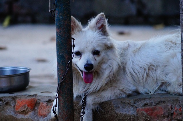 Free Dog Animal photo and picture
