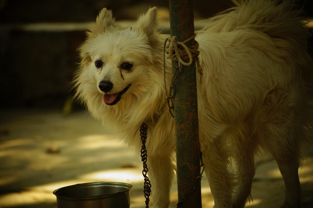 Free Dog Animal photo and picture