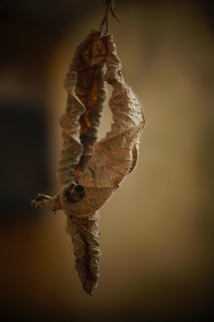 Free Dry Leaves Nature photo and picture