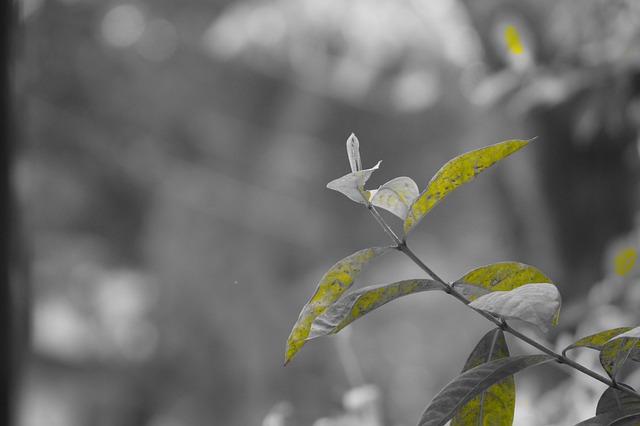 Free Effect Nature photo and picture