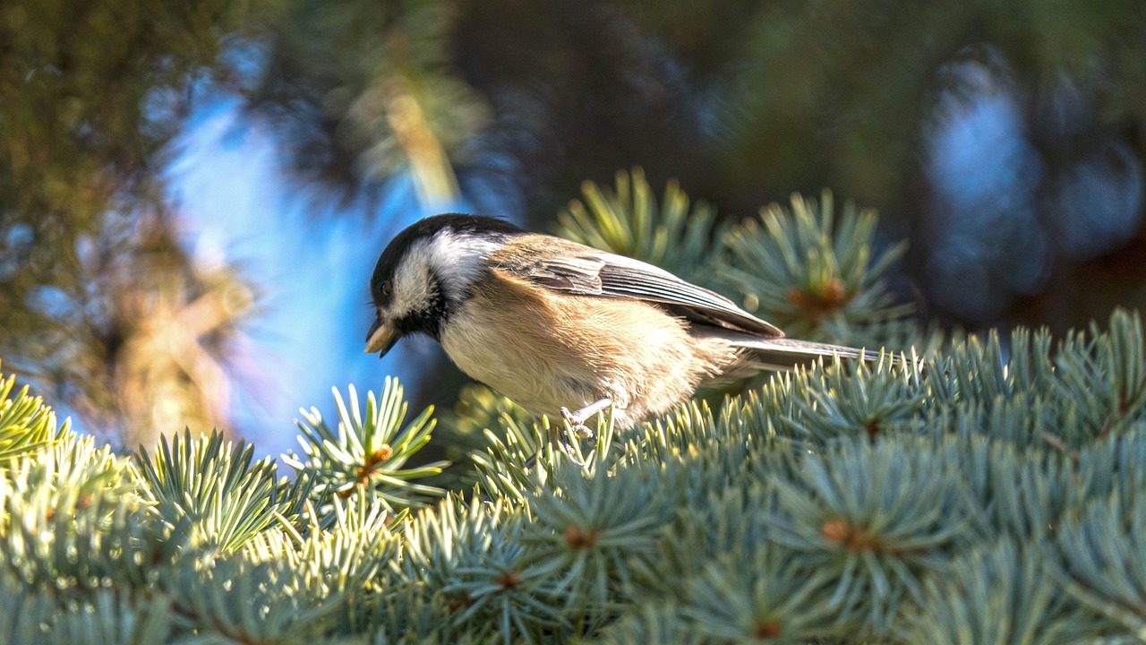 300+ Free Chickadee & Nature Images - Pixabay