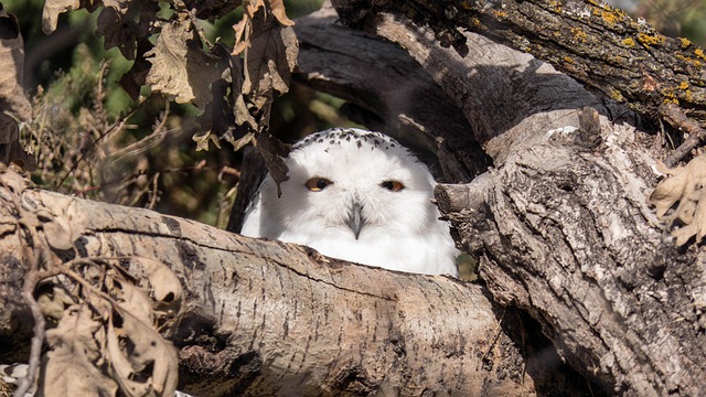 Snowy Owl Raptor - Free photo on Pixabay