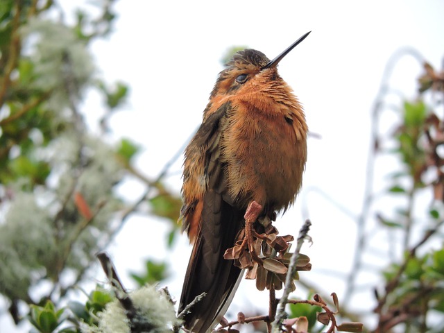 Free Hummingbird Bird photo and picture