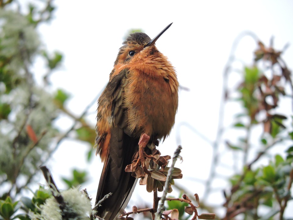 Colibri Ave Exotica - Foto gratis en Pixabay - Pixabay