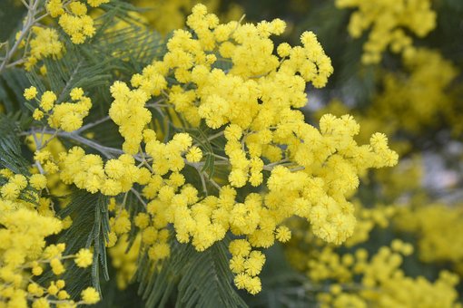 Free Mimosa Flowering photo and picture