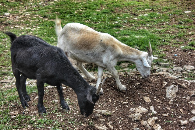 Free Goat Animal photo and picture
