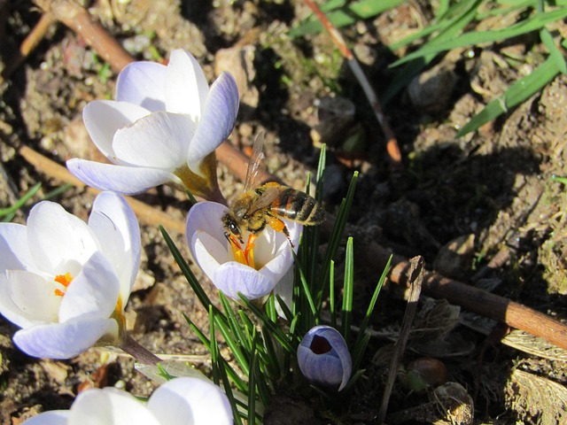 Free Bee Pollens photo and picture