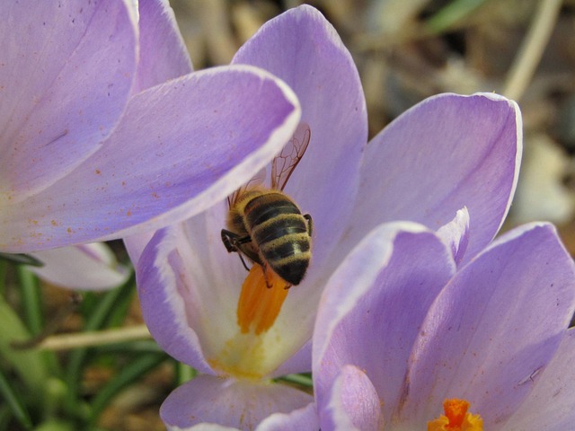 Free Bee Pollens photo and picture