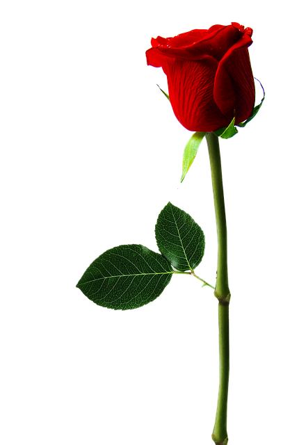 Free Rose Flower photo and picture