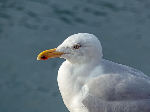 Free Gull Bird photo and picture