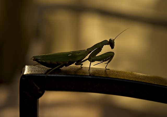 Free Mantis Insect photo and picture