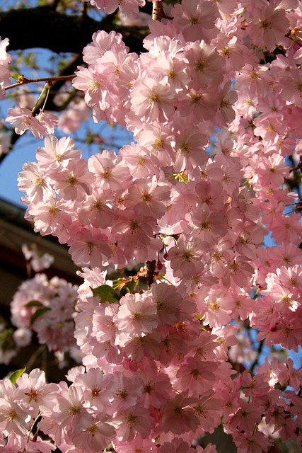 Kersenbloesem, Bloesem, De Lente