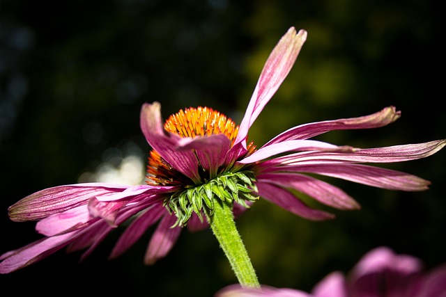 Echinazea, Wilde Plant, Plant