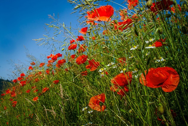 Poppies Wildflower Poppy - Free photo on Pixabay