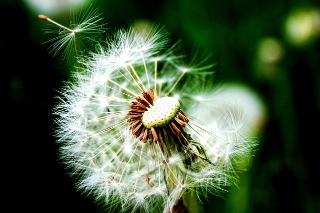 Paardebloem, Wilde Bloemen, Plant