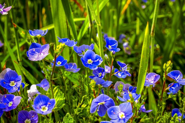 Gamander Eer Award, Wilde Plant